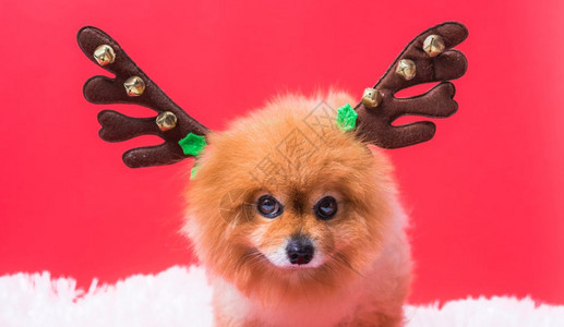 特写奇瓦瓦狗有趣的驯鹿肖像红色背景上的圣诞鹿服装图片