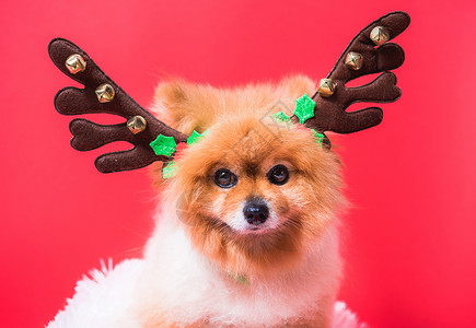 特写奇瓦瓦狗有趣的驯鹿肖像红色背景上的圣诞鹿服装高清图片