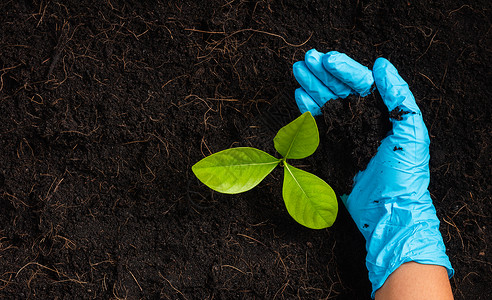 研究妇女手握的戴橡胶套持有堆肥的黑土用于种植和培育树拯救世界的概念地球日和手生态环境背景图片