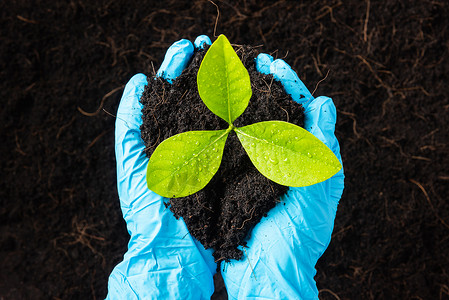 拯救吸毒人员研究人员手握的女研究人员手戴橡胶套持有种植和培育在肥沃的黑土上生长树木拯救世界概念地球日和手生态环境背景