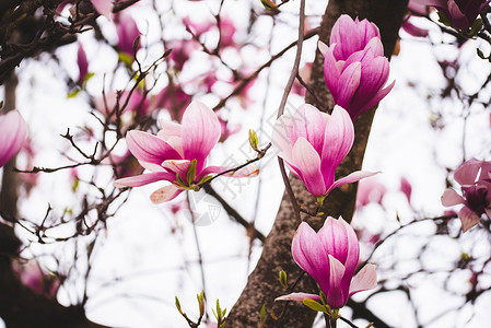 树枝上的粉红花木兰背景图片