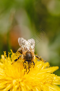 我很重要蜜蜂被黄色花粉覆盖从dandelion花朵中收集蜜对环境生态可持续很重要复制空间背景