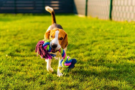 在花园户外玩比格尔狗的乐趣与球一起奔向相机与球一起跳向相机与狗背景一起跳向相机与狗一起跳跃背景图片