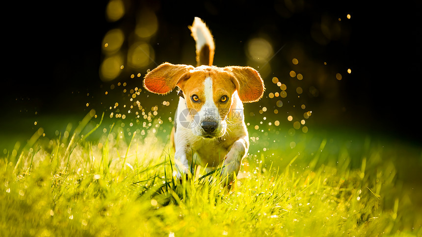 狗比格尔跑得快在春天用舌头跳过绿草地宠物背景狗比格尔跑得快春天用舌头跳过绿草地图片