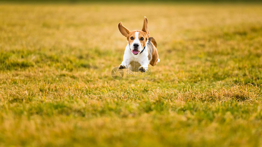 狗比格尔跑得快在春天用舌头跳过绿草地宠物背景狗比格尔跑得快春天用舌头跳过绿草地图片