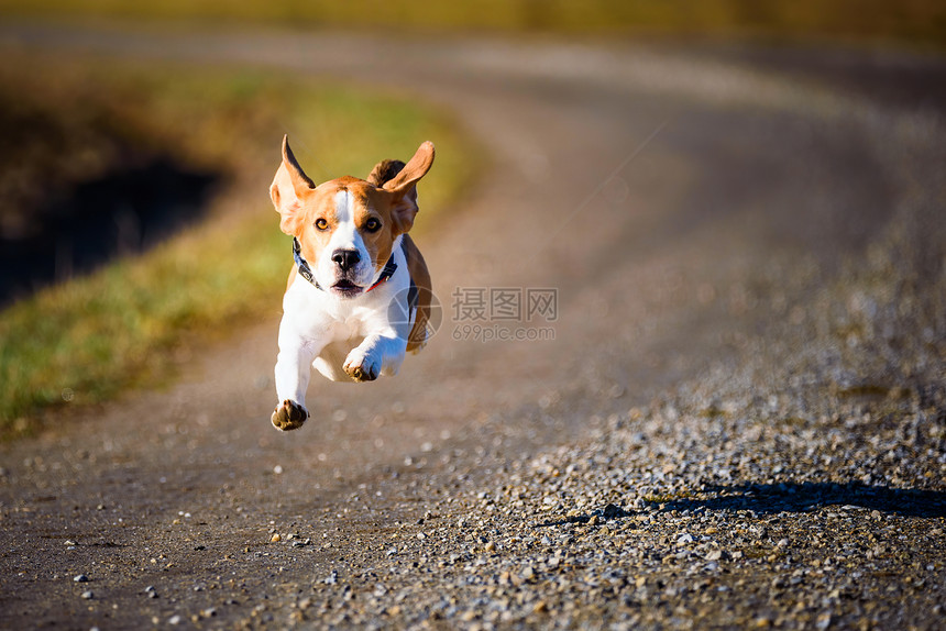 DogBeagle跑得快跳着舌头到农村宠物背景跑着快图片