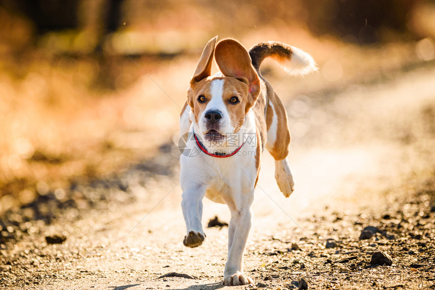 DogBeagle跑得快跳着舌头到农村宠物背景跑着快图片