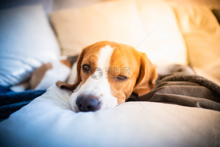 疲倦的狗睡在沙发上滑稽的姿势看着镜头沙发上的小猎犬疲惫不堪的狗睡在沙发上小猎犬睡在沙发上图片