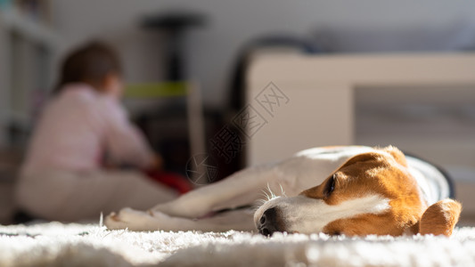 狗累了睡在地板上婴儿背景中玩耍比格尔在地毯上晒太阳婴儿在背景中玩耍图片