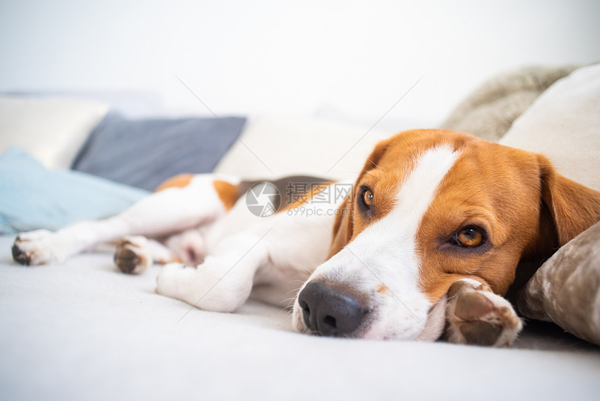 疲倦的狗睡在沙发上滑稽的姿势看着镜头沙发上的小猎犬疲惫不堪的狗睡在沙发上小猎犬睡在沙发上图片