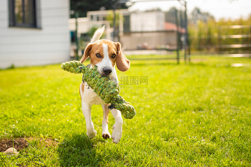 在花园户外玩比格尔狗的乐趣与绳结对着相机奔跑与绳结跳向镜头阳光夏日在花园户外玩比格尔狗的乐趣与绳结奔跑跳跃图片