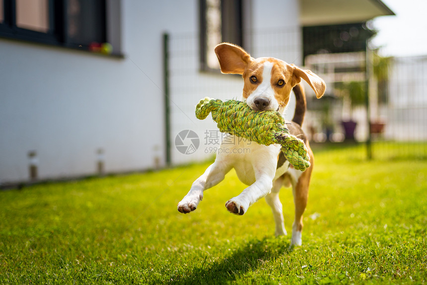 在花园户外玩比格尔狗的乐趣跑着用绳结向相机跳跃在花园户外玩比格尔狗的乐趣跑着用绳结跳跃图片