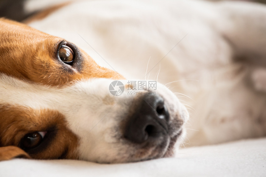 Beagle狗累了躺在沙发上休息关闭肖像图片