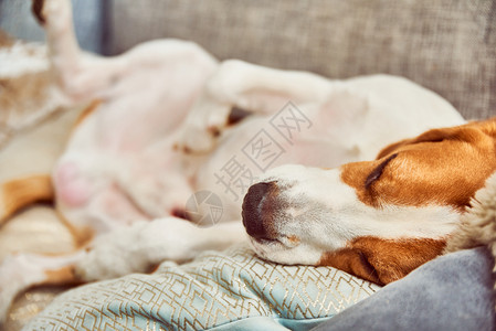Beagle累了睡在沙发上Beagle狗累了睡在沙发上图片