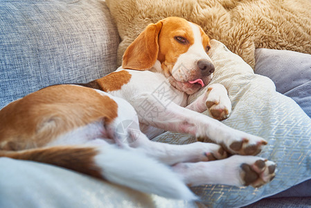 Beagle累了睡在沙发上说话Beagle狗累了睡在沙发上图片