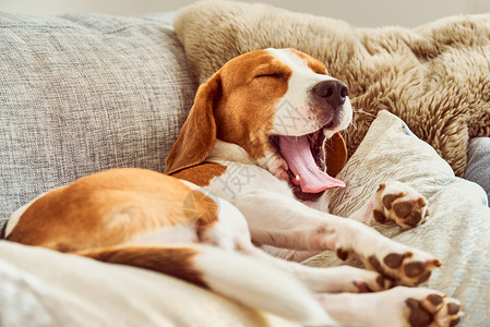 Beagle累了睡在沙发上手背朝长舌大哭睡在沙发上Beagle累了睡在沙发上图片