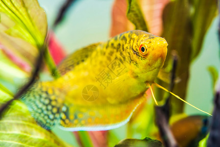 鱼缸中的金瓜拉米Trichogastertrihopterus金鱼缸中的瓜拉米背景图片