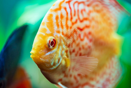 在水族馆里有色鱼选择代表选择高清图片