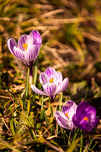 Crocus复式鳄鱼或是爱丽丝家族中花卉的基因一只鳄鱼群片草地充满了鳄鱼近距离的椰子鳄鱼复式或是爱丽丝家族中花卉的基因一群鳄鱼片背景图片