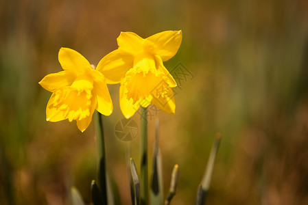 春前在草地上的黄水仙子图片