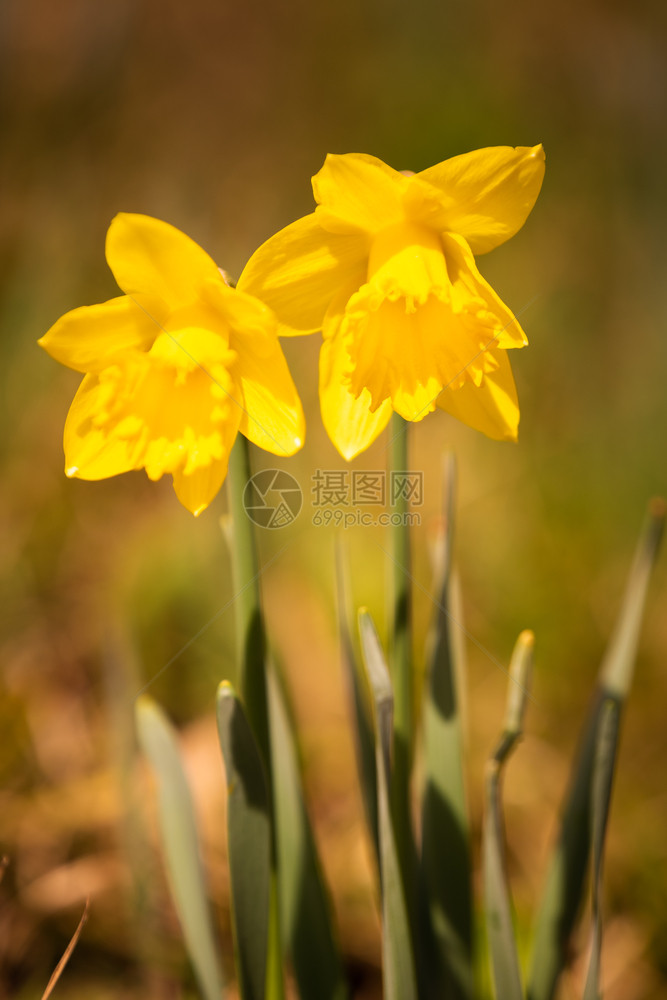 春前在草地上的黄水仙子图片