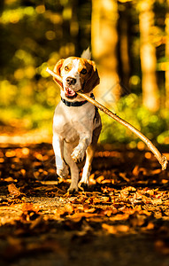 森林里的比格尔狗肖像森林里的比格尔狗森林里的比格狗抓棍火腿冲向摄像头图片