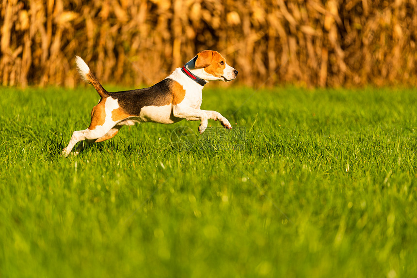 快乐的狗从绿色生动草地跑向相机图片