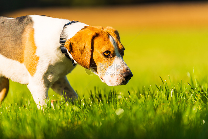 快乐的狗从绿色生动草地跑向摄像头快乐的狗从绿色生动草地跑向镜头快乐的狗从绿色生动草地跑向摄影机图片