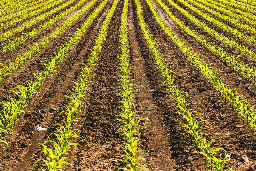 在田里有机种植的玉米描述种植的田地以方式在田里耕种有机植的玉米图片