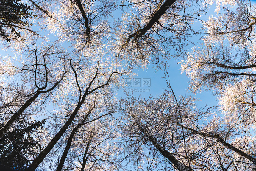 树木的冠覆盖了冬季森林中的雪与蓝色天空相对树木的底观冬季森林中的雪覆盖了树木冠图片