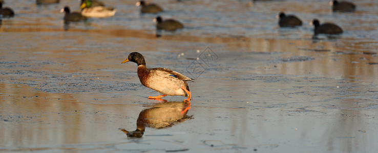 斯坦穆尔动物群水禽高清图片