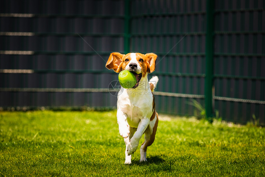 Beagle狗在花园里跳着带玩具跑向相机垂直照片Beagle狗在花园里拿着玩具跑向相机图片