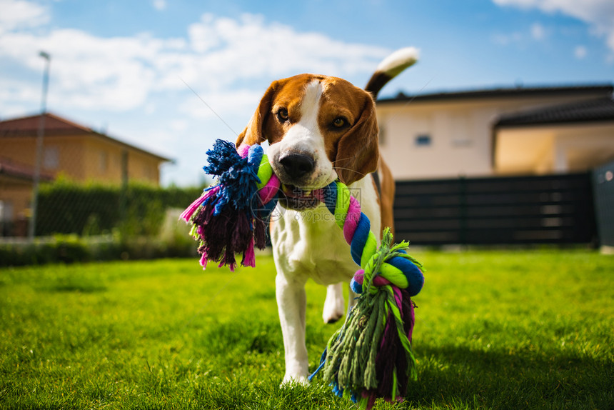 Beagle狗在花园里跑向摄影机带着多彩玩具阳光的白天狗拿玩具图片