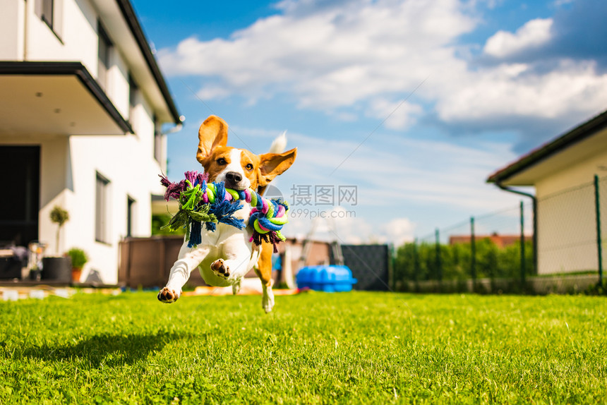 Beagle狗在花园里跳着带玩具跑向相机垂直照片Beagle狗在花园里拿着玩具跑向相机图片