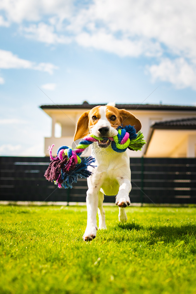 Beagle狗在花园里跳着带玩具跑向相机垂直照片Beagle狗在花园里拿着玩具跑向相机图片