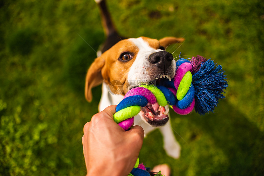 Dogbeagle拉起玩具和拖式战争游戏夏季的Tug拖式战争游戏图片