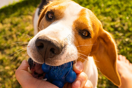 手和草Dogbeagle拉起玩具和拖式战争游戏夏季的Tug拖式战争游戏背景