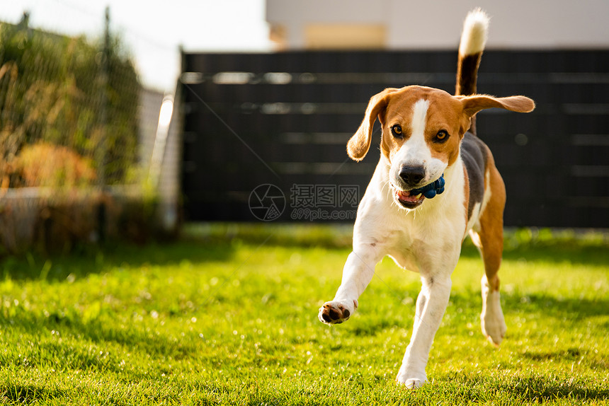 春时在绿色草地上长的软耳朵狗比格尔夏季跑向带有球的相机复制空间在左边春时绿色草地上带球的比格尔狗夏日跑向带有球的相机图片
