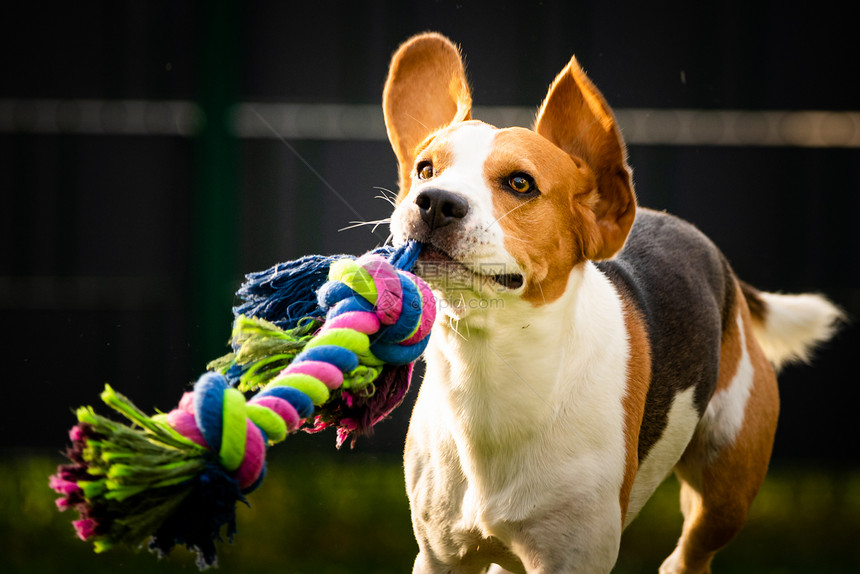 Beagle狗在花园里跑向摄影机带着多彩玩具阳光的白天狗拿玩具图片