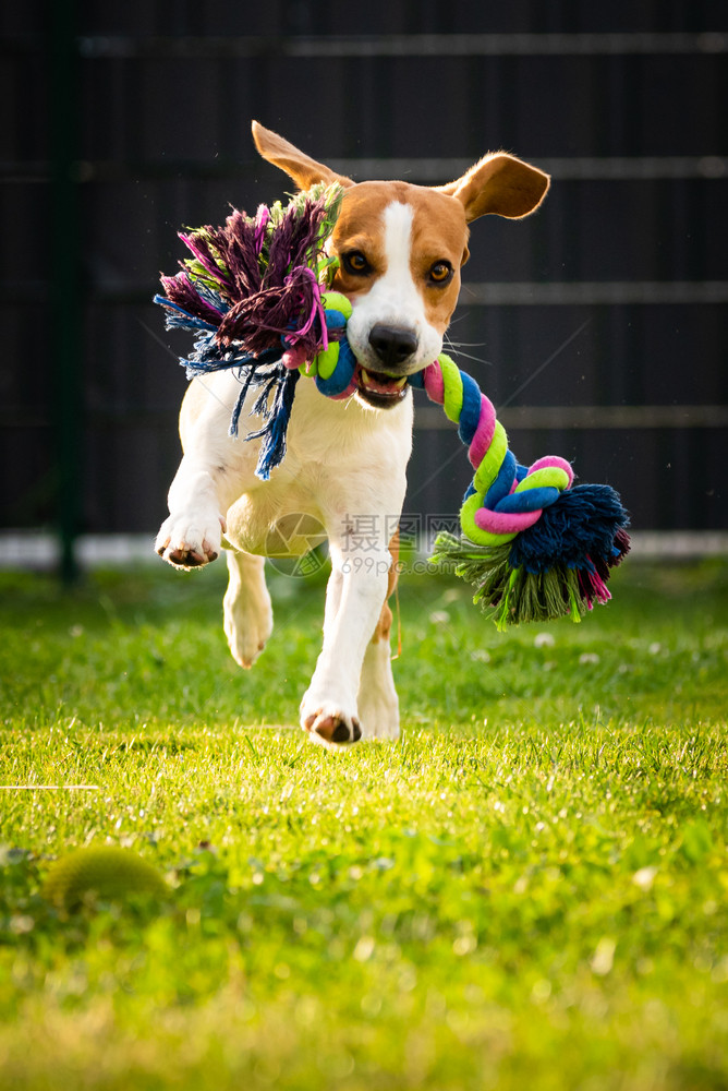 Beagle狗在花园里跑向相机带着多彩玩具日落的狗在捡玩具垂直的照片比格尔狗在花园里跑向相机图片