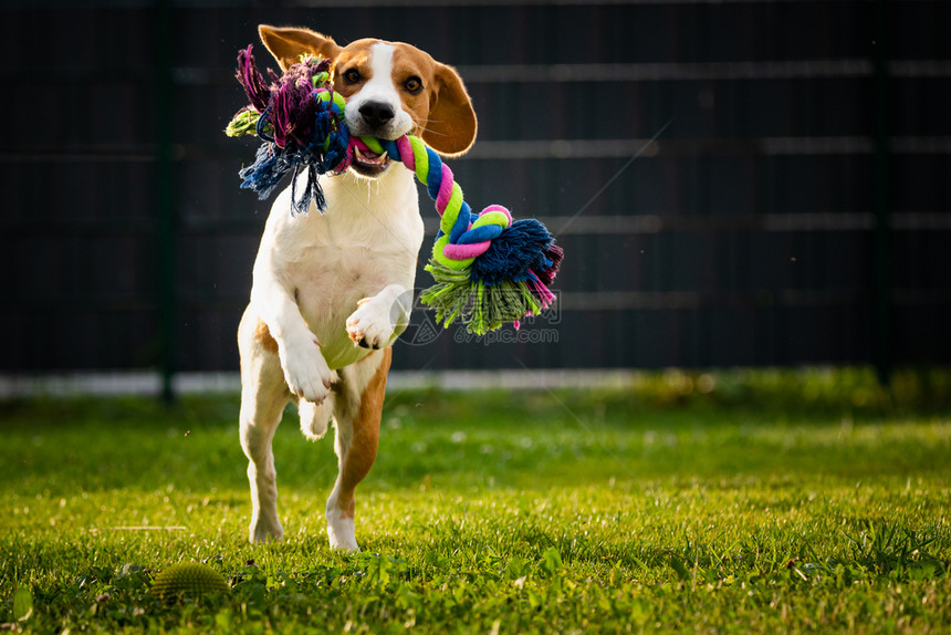 Beagle狗在花园里跑向相机带着多彩玩具Sunny白天狗在捡玩具复制空间在右边图片