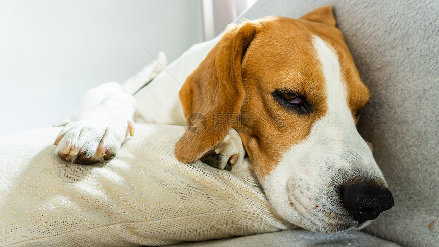 在明亮的房间里猎犬比格犬睡在沙发上的垫子上复制左边的空格小猎犬睡在家里沙发上的垫子上图片