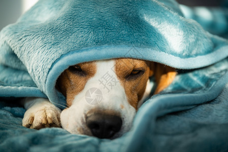 一只宠物小狗睡在毯子下的床上狗背景概念图片
