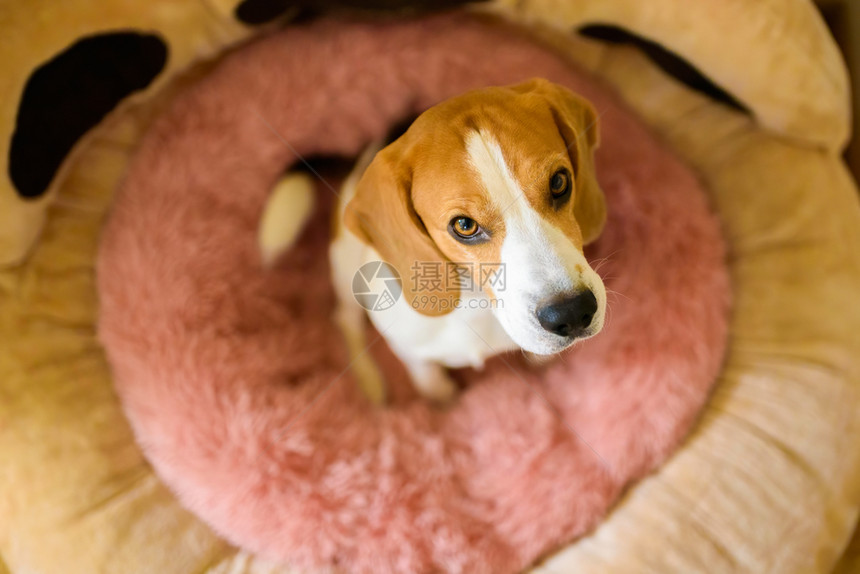 狗坐在粉红床上看着镜头狗的宠物概念背景在粉红床上在看镜头图片