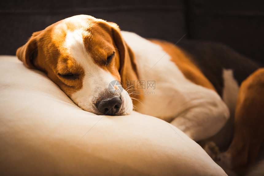 有趣的比格尔狗累了睡在沙发上的枕头家具的宠物警犬自然光背景有趣的比格尔狗累了睡在沙发上的枕头家具的宠物概念图片