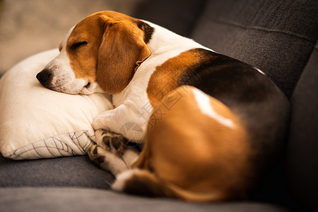有趣的比格尔狗累了睡在沙发上的枕头家具宠物选择焦点高清图片