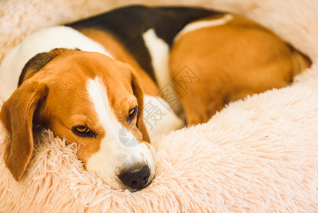 小猎犬疲倦地睡在蓬松的卷曲的狗床上宠物在家概念犬明亮的背景小猎犬疲倦地睡在蓬松的卷曲的狗床上家中宠物概念背景图片