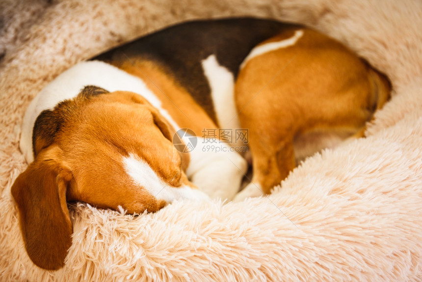 小猎犬疲倦地睡在蓬松的卷曲的狗床上宠物在家概念犬明亮的背景小猎犬疲倦地睡在蓬松的卷曲的狗床上家中宠物概念图片