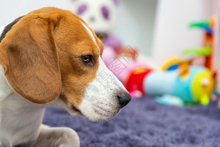 Beagle狗在儿童室的地毯上累玩具在儿童室的地毯上累图片