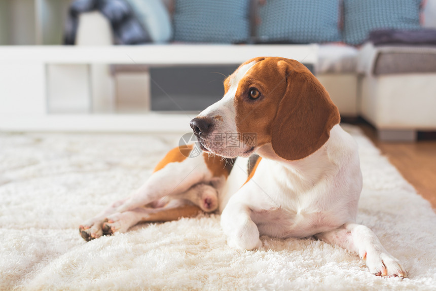 Beagle狗累了在地毯板上带着他们的背景狗累了在地毯板上图片